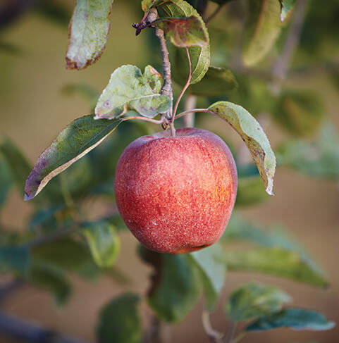 Plymouth Orchards Apple Season
