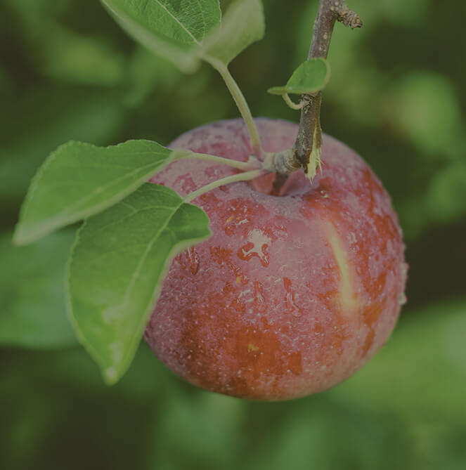 Plymouth Orchards Apples Empire