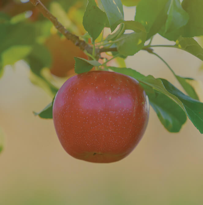 Plymouth Orchards Apples Enterprise