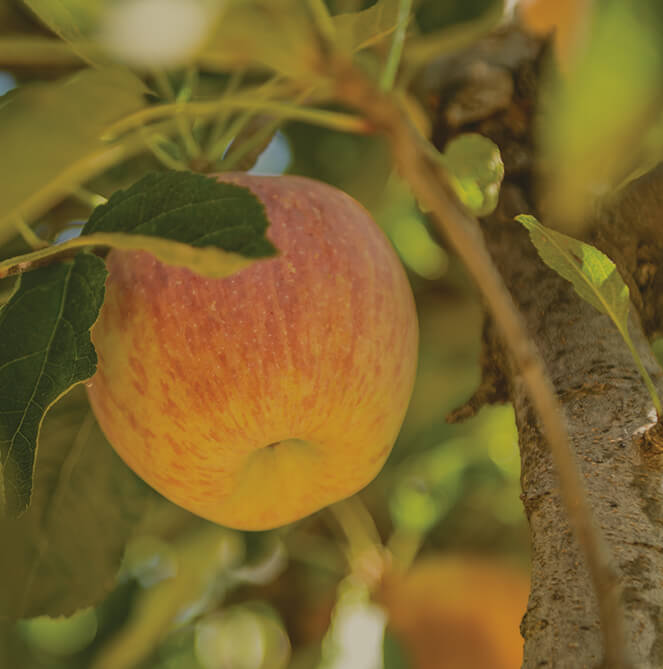 Plymouth Orchards Apples Fuji