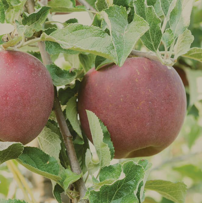 Plymouth Orchards Apples Jonathan