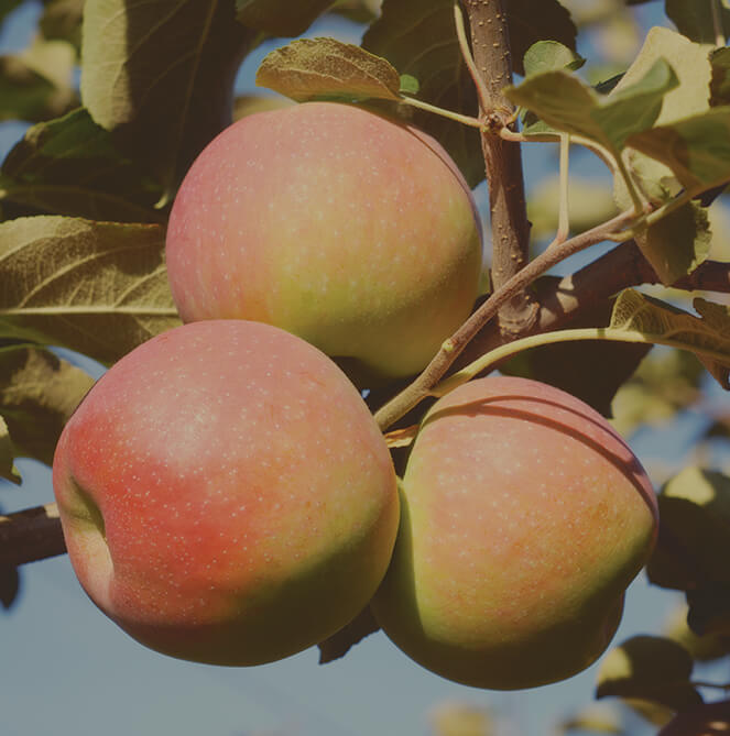 Plymouth Orchards Apples Paula Red